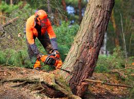 Best Arborist Consultation Services  in West Menlo Park, CA