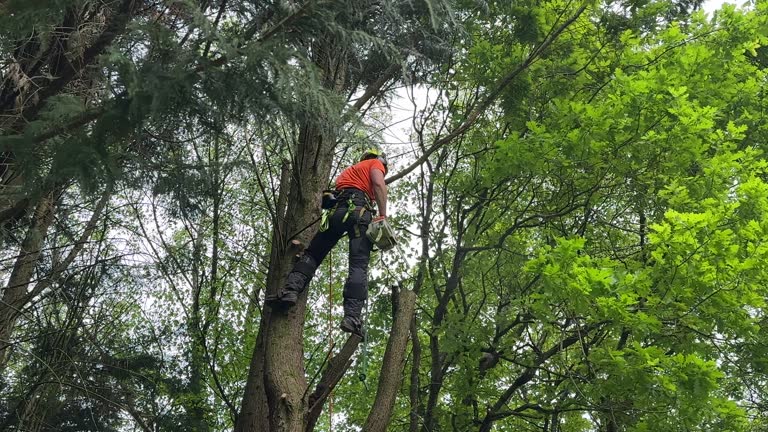 Reliable West Menlo Park, CA Tree Removal Solutions