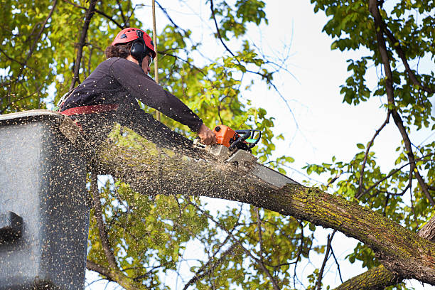Best Tree Maintenance Programs  in West Menlo Park, CA